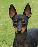 English Toy Terrier 9R095D-013